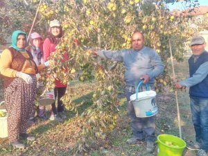 Sungurlu’da Deveci Armudu Hasadı
