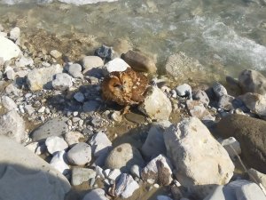 Vinç Operatörü Yaralı Bulduğu Baykuşu Milli Parklar Yetkililerine Teslim Etti