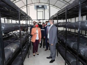 İ̇zmit Belediyesi, İstiridye Mantarı Üretimine Başladı