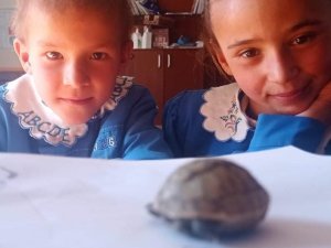 Yavru Kaplumbağaya Öğretmen Ve Öğrenciler Sahip Çıktı