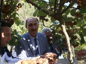 Adana’nın "Kivi" Köyünde Hasat Başladı