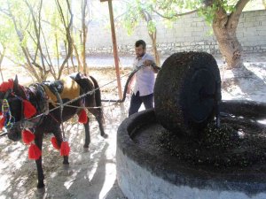 Yüzlerce Yıllık Gelenek İle Zeytinyağı Üretiyorlar