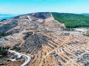 Muğla’da 28 Milyon Fidan Toprakla Buluşacak
