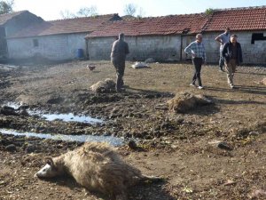 Aç Kurtlar Ağılın Bahçesine Girdi: 7 Koyun Telef Oldu, 10 Koyun Yaralandı