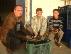 Tariş Gemlik Tipi Zeytin Alımına Başladı