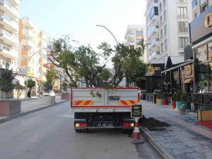 Van’da Kuruyan Ağaçların Yerine Yenileri Dikildi