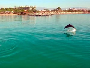 Sezonun Bittiği Antalya’da Sahiller Yunuslara Kaldı