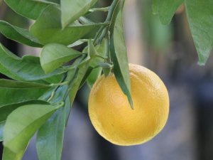 Ordu’da Üreticiye Narenciye Desteği