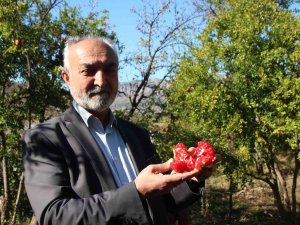 Çiçeğinden Kabuğuna, Çekirdeğinden Suyuna Kadar Her Şeyi Değerlendiriyorlar