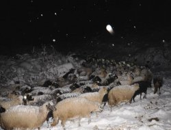 Artvin’de Yoğun Kar Yağışı