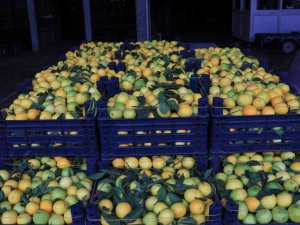 Adana’da Limonun Kilosu Halde 25 Kuruşa Düştü