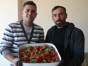 Sezonun İlk Örtü Altı Çileği Kilosu 30 Liradan Satıldı