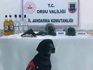 Ordu’da Uyuşturucuya Geçit Yok