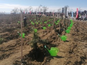 Manavgat’ta Yanan Orman Arazileri Fidanla Buluştu