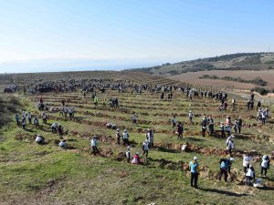 Kocaeli’de 40 Bin Fidan Toprakla Buluşturuldu