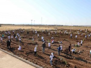 Yenişehir’de 500 Fidan Toprakla Buluştu