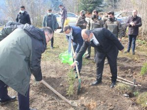 İ̇nebolu’da 300 Adet Fidan Toprakla Buluştu
