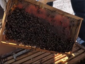 ‘Arılığım Hareketli Ürünüm Bereketli’ Projesi Destek Almaya Hak Kazandı