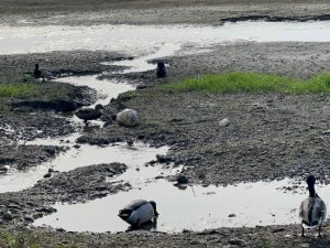 İ̇znik Gölü’ndeki Tehlike Korkutuyor