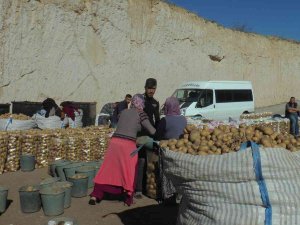 Kumpirlik Patatesler Yurt İçi Ve Yurt Dışına Gönderilmeye Başlandı