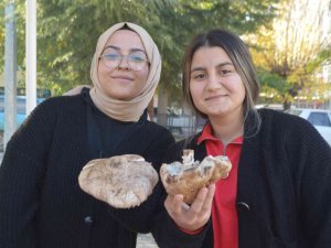 Tavşanlı’da Mantar Satışları Başladı