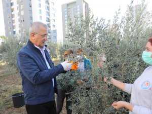 Mezitli’de Zeytinler, Kadınların Güçlendirilmesi Ve Kız Çocuklarının Okutulması İçin Toplandı