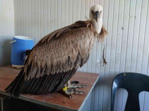 Göç Yolunda Yorulan Akbaba İ̇psala’da Mola Verdi