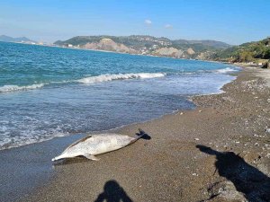 Kdz. Ereğli Sahilinde Ölü Yunus Bulundu
