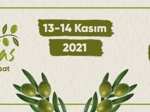Milas Zeytin Hasat Şenliği Yarın Başlıyor