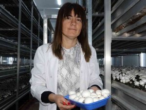 Van’da Kurulan Tesiste Yıllık Bin 500 Ton Mantar Üretiliyor