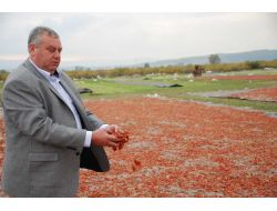 Karacabey’de Biberler Artık Tarlada Kurutulmayacak