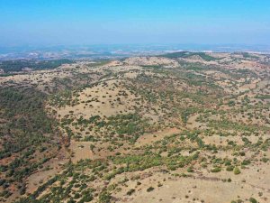 Denizli’ye İkinci Bal Ormanı Geliyor