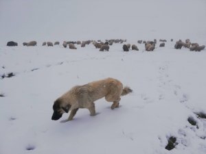 Doğu Anadolu’da Buzlanma Ve Don Bekleniyor
