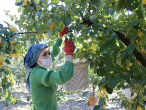 Kahramanmaraş’ta Ayva Hasadı Başladı