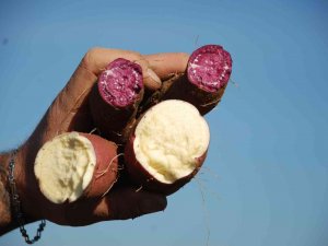 Renk Renk "Tatlı Patates"te Hasat Zamanı