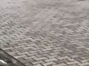 Köpeğin Fare İle Oyunu İzleyenleri Güldürdü