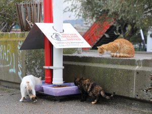 İ̇lkadım Belediyesi Sokak Hayvanları İçin Beslenme Ünitesi Üretimine Başladı