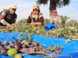 Aydın’da Zeytin Hasat Sezonu Başladı