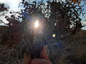 Dağlardan Toplanan Kekik Şifa Olmaya Devam Ediyor