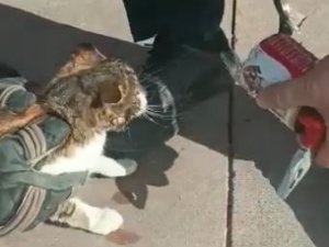 Kafasına Konserve Kutusu Sıkışan Kediyi İtfaiye Kurtardı