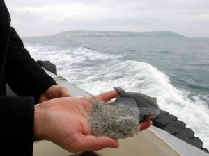 Karadeniz’in Kalkan Denizi Olması İçin 24 Yılda 100 Binin Üzerinde Kalkan Yavrusu Denize Bırakıldı Ama...