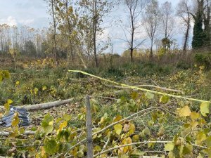 Kestiği Ağacın Altında Can Verdi