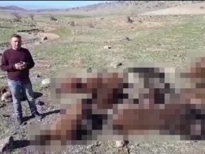 İ̇zdiham Yaşanan Ağılda 16 Koyun Telef Oldu