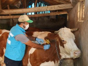 Hayvan Hastalıkları İle Mücadele Sürüyor