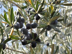 Manisa Sofralık Zeytin Üretiminde Birinci Sırada
