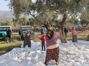 Çine’de ’Zeytin Ve Zeytinyağı Festivali’ Coşkuyla Başladı