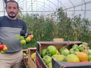 Devlet Desteğiyle Kurduğu Serada Dönüm Başına 15 Ton Domates Üretiyor
