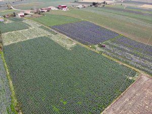 Bafra Ovası Altın Sezonunu Yaşayacak