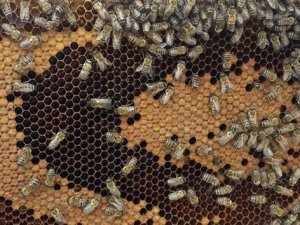 Arı Poleni Hastalıklara Karşı Kalkan Görevi Görüyor