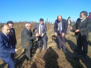 Kastamonu’da Kenevir Sökümü Devam Ediyor
